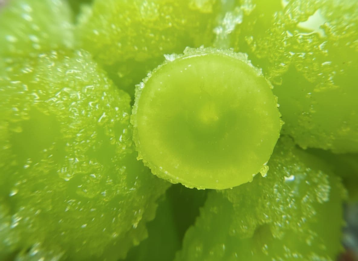 Close-up of Jell-O coated sour patch grapes showing vibrant color